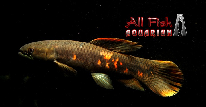 Erythrinus erythrinus